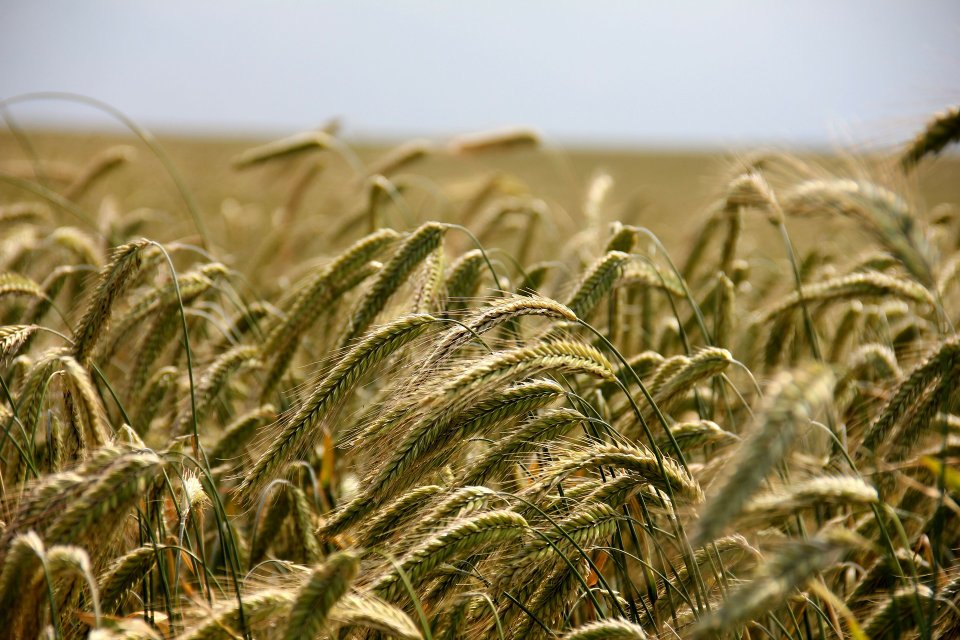 Agrosciences, biologie végétale et biotechnologies vertes